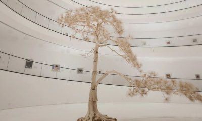 Source: Ocula